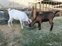 Chèvre, Saanen goat — photo 2