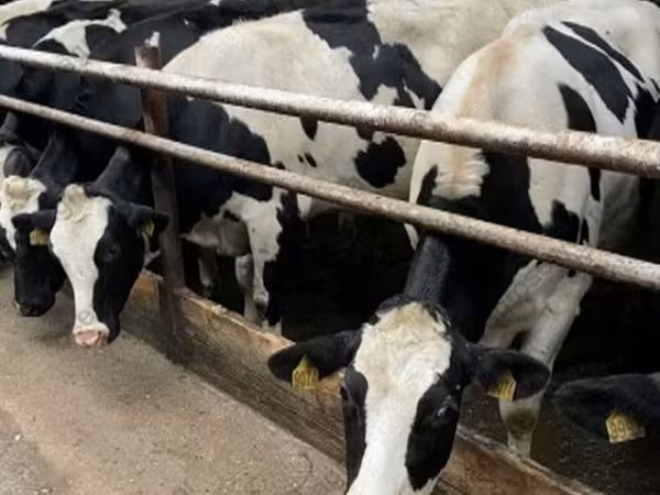 Vaca, Raça Holstein