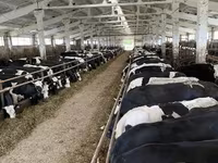 गाय, Yaroslavl cattle — फ़ोटो 4