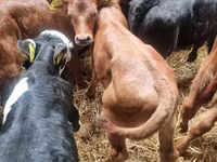 Bull, Limousin cow — photo 4