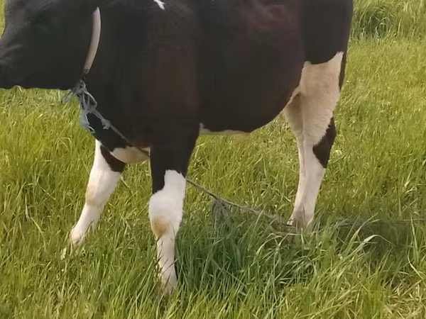Taureau, Race Holstein