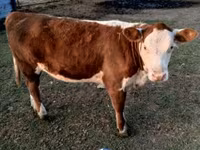 Bull, Swiss cattle — photo 4