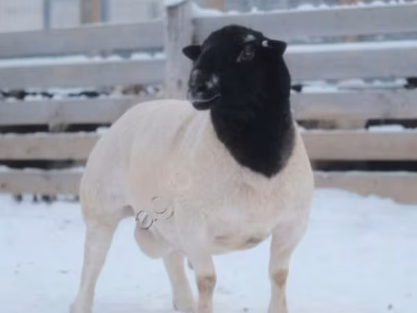 Bélier, Dorper sheep