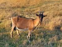 عنزة, Alpine goat — الصورة 1