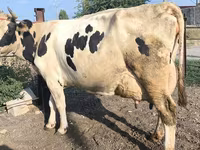 İnek, Swiss cattle — foto 6
