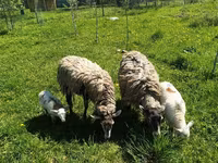 Ram, Edilbay sheep — photo 8