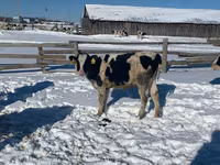 بقرة, Russian Black pied cattle — الصورة 2