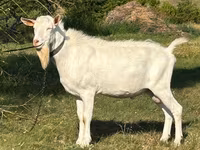 雄ヤギ, Saanen goat — 写真 1
