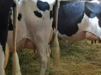 بقرة, Swiss cattle — الصورة 2