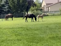 घोड़ी, Rocky Mountain Horse — फ़ोटो 5