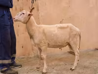 Bélier, East Friesian Dairy sheep — photo 2