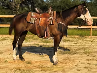 Stute, American paint horse — Foto 4