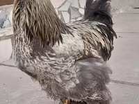 Brahma — Foto 7