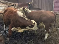 Bulle, Aberdeen-Angus — Foto 2