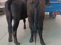 பசு, அபர்டீன் - ஆங்கஸ் — புகைப்படம் 5
