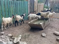 تيس, Pomellata goat — الصورة 7