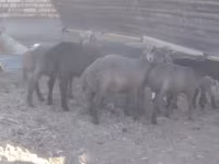 雄羊, Arabi sheep — 写真 3