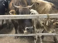 Kuh, Ukrainian Brown Dairy Cattle — Foto 2