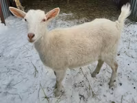 Chèvre, Saanen goat — photo 1