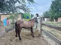 Égua, French Trotter — foto 3