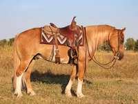 Caballo, Gypsy horse — foto 4