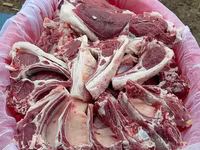 ஆண் ஆடு, ஆடுகள் — புகைப்படம் 5
