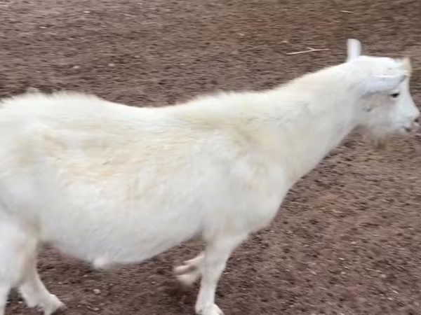 Kozioł, Saanen goat