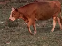 பசு, Latvian Blue cattle — புகைப்படம் 5