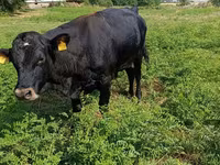 Bull, Red Polled Cow — photo 5