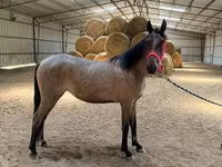 பெண் குதிரை, Rocky Mountain Horse — புகைப்படம் 8