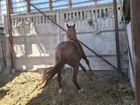 Cavalo, Arabian horse — foto 6