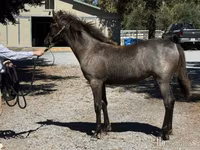 雌馬, Rocky Mountain Horse — 写真 2