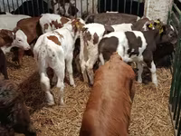 Vaca, Vaca Limousin — foto 5