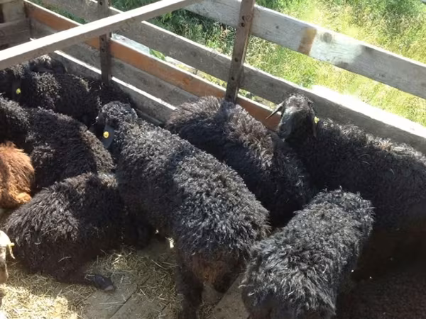 Ram, Edilbay sheep