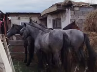 雄馬, Horse breed — 写真 1