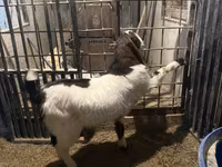 Boucs, Kamori goats — photo 4