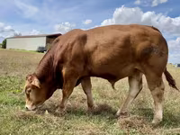 காளை, லிமூசின் மாடு — புகைப்படம் 2