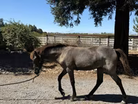 雌馬, Rocky Mountain Horse — 写真 7