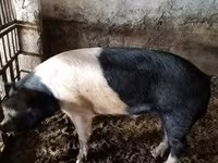 Boar, Белорусская чёрно-пёстрая — photo 1