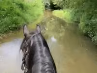 घोड़ी, Przewalski's horse — फ़ोटो 3