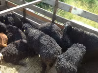 Ram, Edilbay sheep — photo 1
