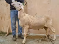 Koç, Lacaune sheep — foto 1
