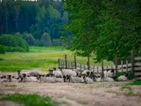 ஆண் ஆடு, Romanov sheep — புகைப்படம் 1