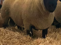 मेढ़ा, Dorper sheep — फ़ोटो 2