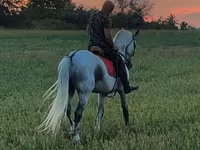 Cheval, Chevaux — photo 3