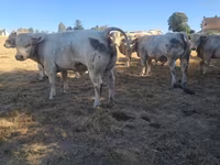 Touro, Raça de vaca — foto 2