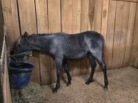 பெண் குதிரை, Rocky Mountain Horse — புகைப்படம் 8