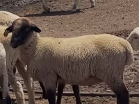 Baran, Hampshire sheep — zdjęcie 1