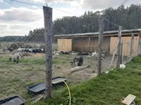 Baran, Romanov sheep — zdjęcie 6