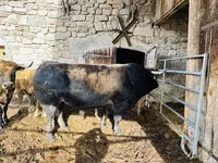 Krowa, Aubrac cattle — zdjęcie 1